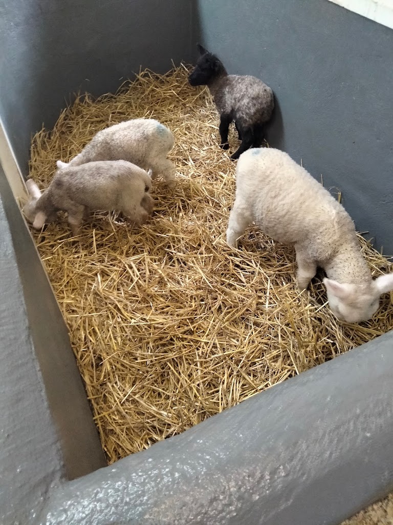 Fort Evergreen Warrenpoint 4