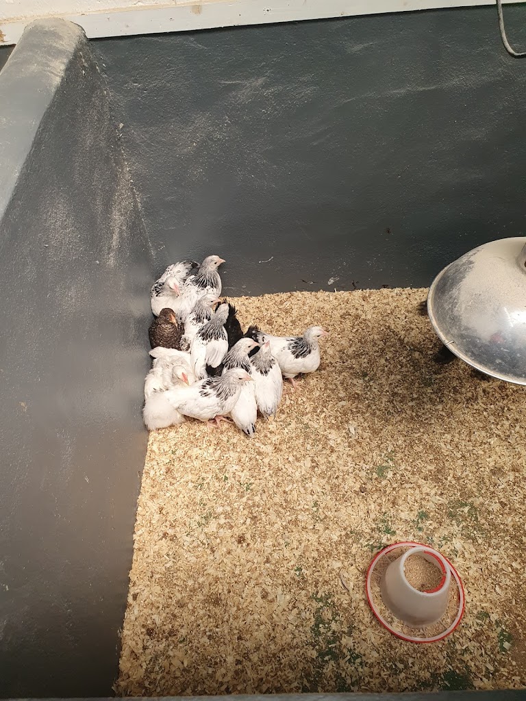 Fort Evergreen Warrenpoint - Foto 9