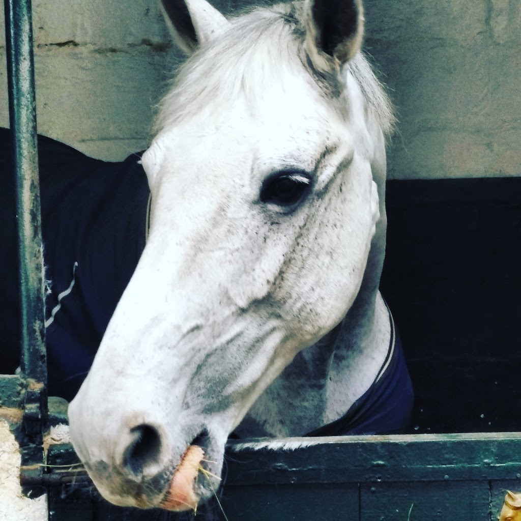 Escuela Equitación San Cosme - Foto 1