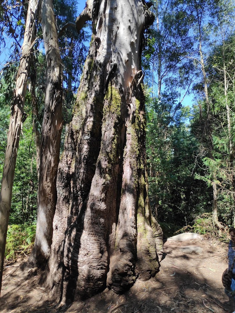 Bosque Encantado - Foto 1