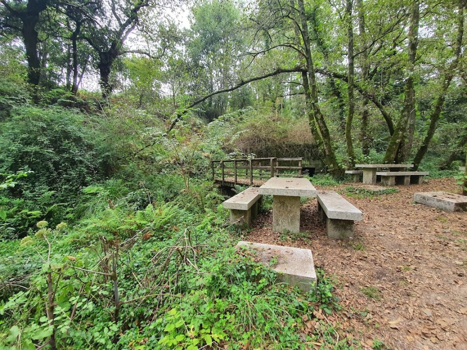 Bosque Encantado - Foto 6