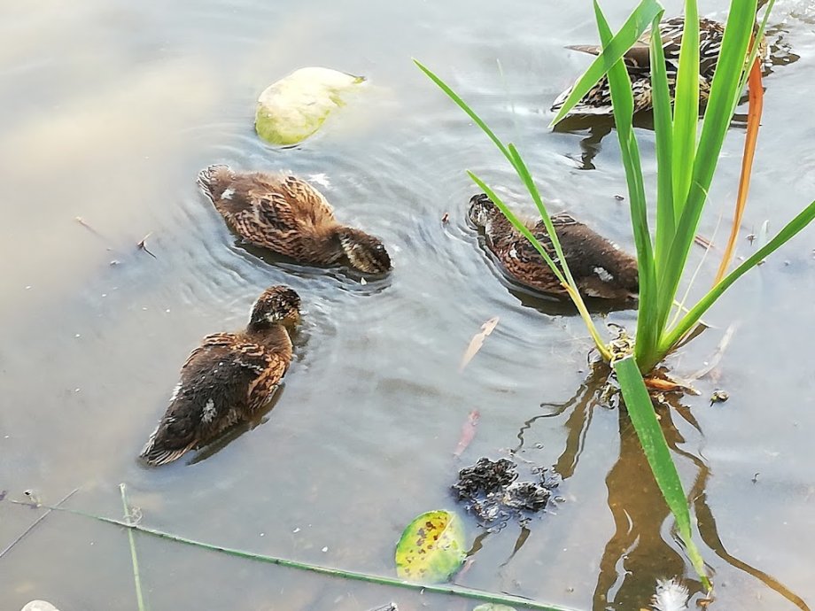 Parque de Eirís - Foto 26