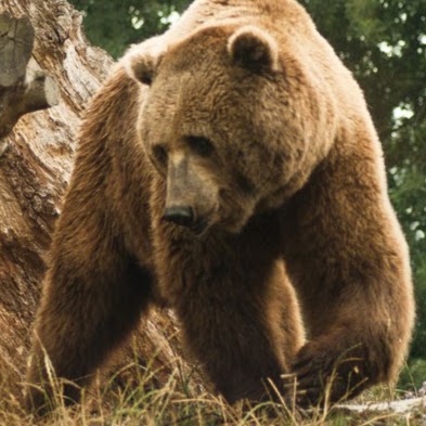 Marcelle Natureza 20