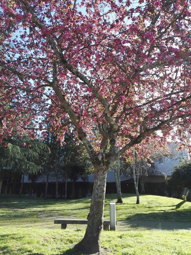 Parque da Xunqueira - Foto 1