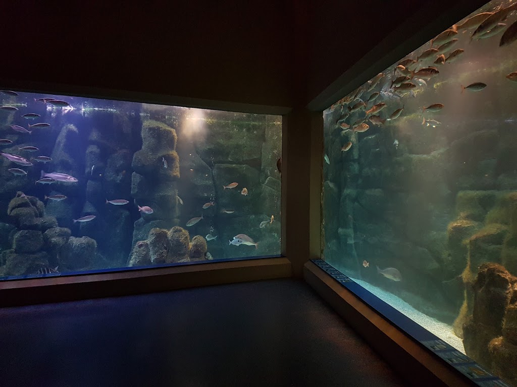 Aquarium Finisterrae - Foto 1