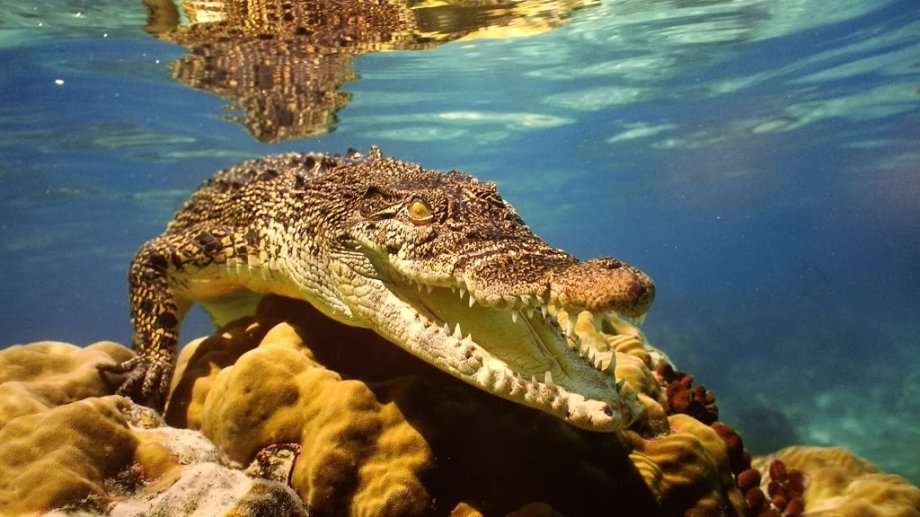 Aquarium Finisterrae - Foto 4