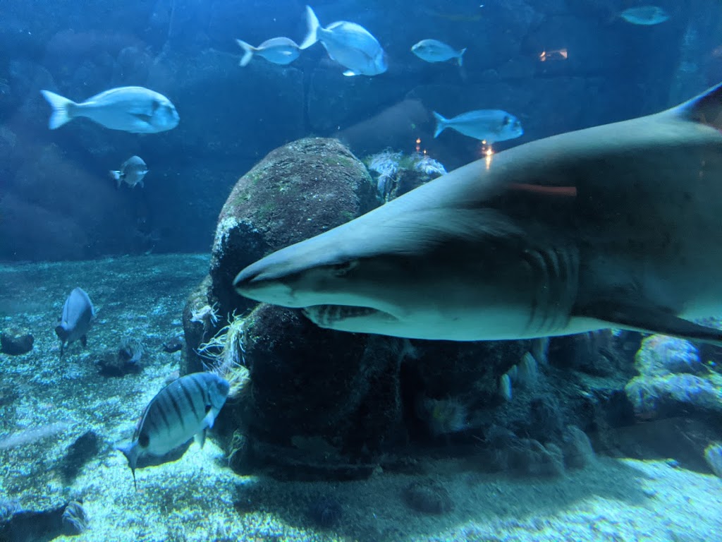 Aquarium Finisterrae 14