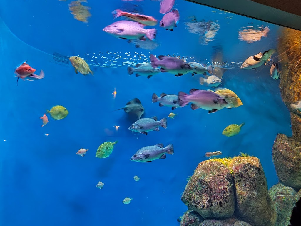 Aquarium Finisterrae 19