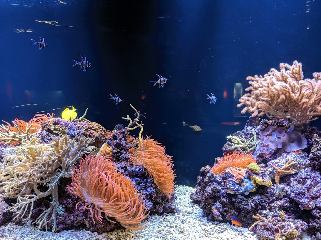 Aquarium Finisterrae 20