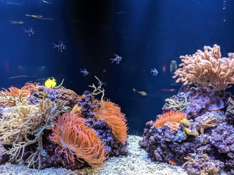 Aquarium Finisterrae - Foto 17