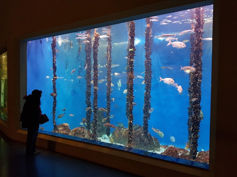 Aquarium Finisterrae - Foto 18