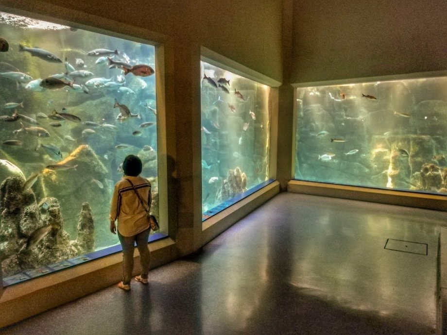 Aquarium Finisterrae - Foto 21