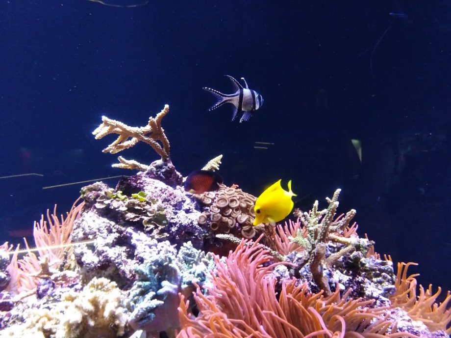 Aquarium Finisterrae - Foto 27
