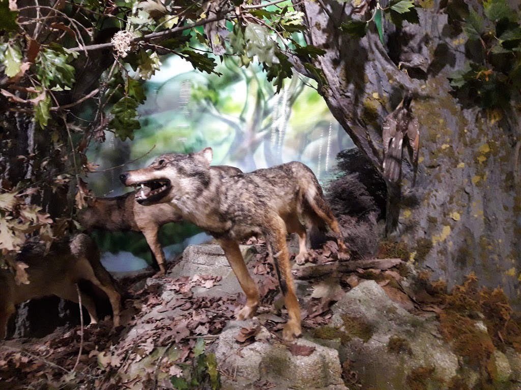 USC: Museo de Historia Natural - Foto 1