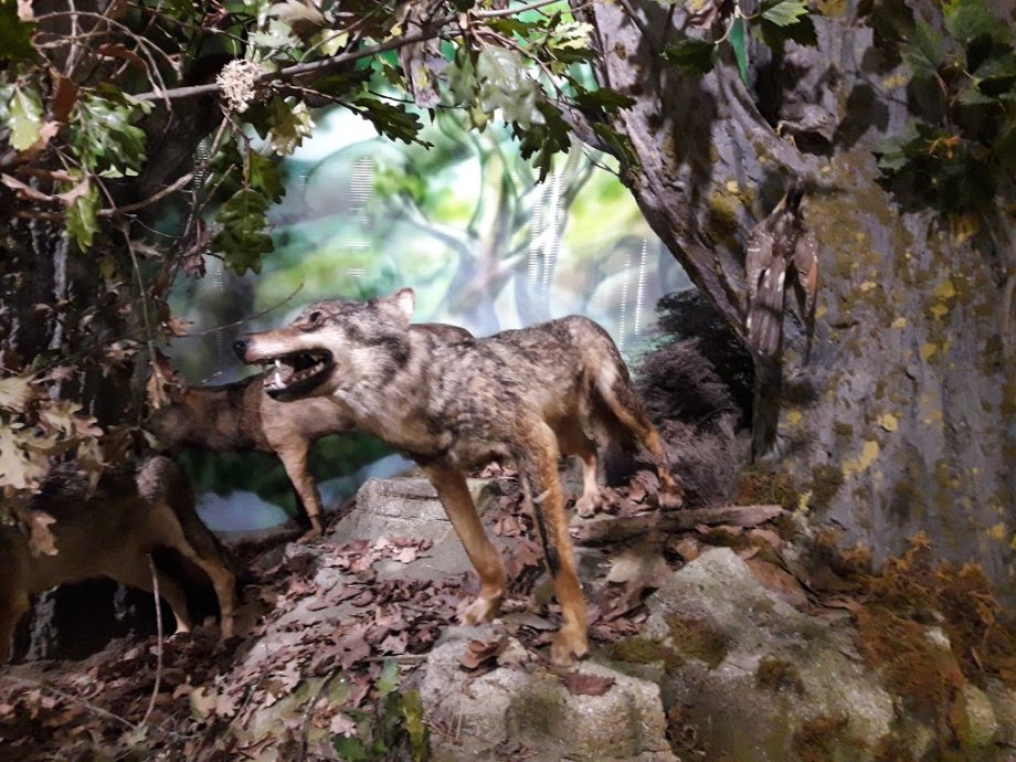 USC: Museo de Historia Natural - Foto 8