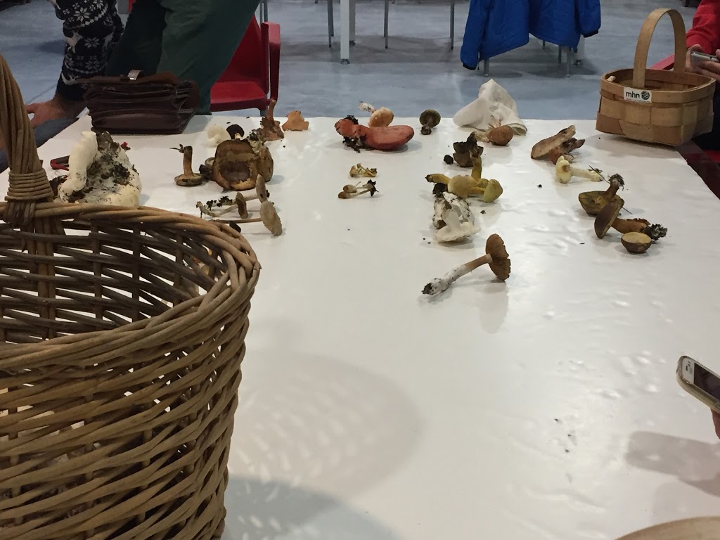 USC: Museo de Historia Natural - Foto 1