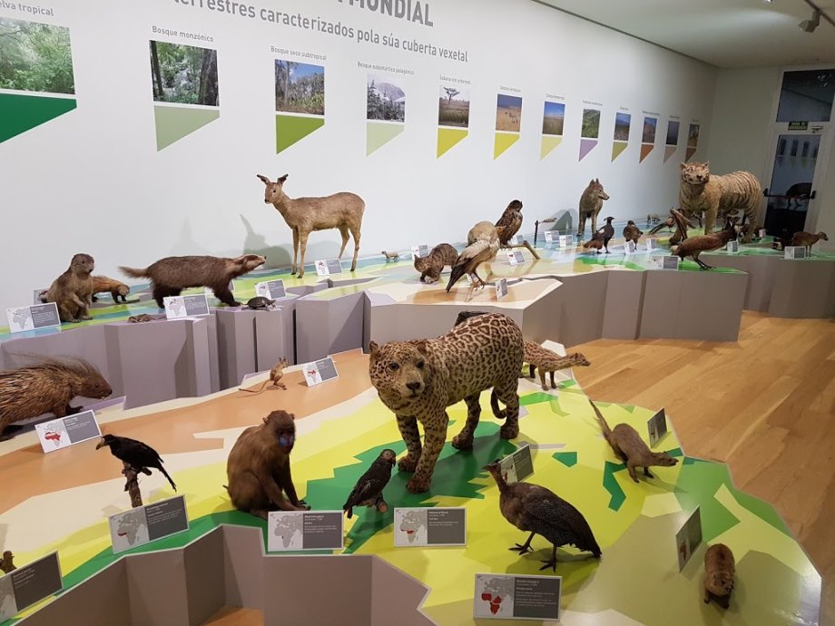 USC: Museo de Historia Natural - Foto 11