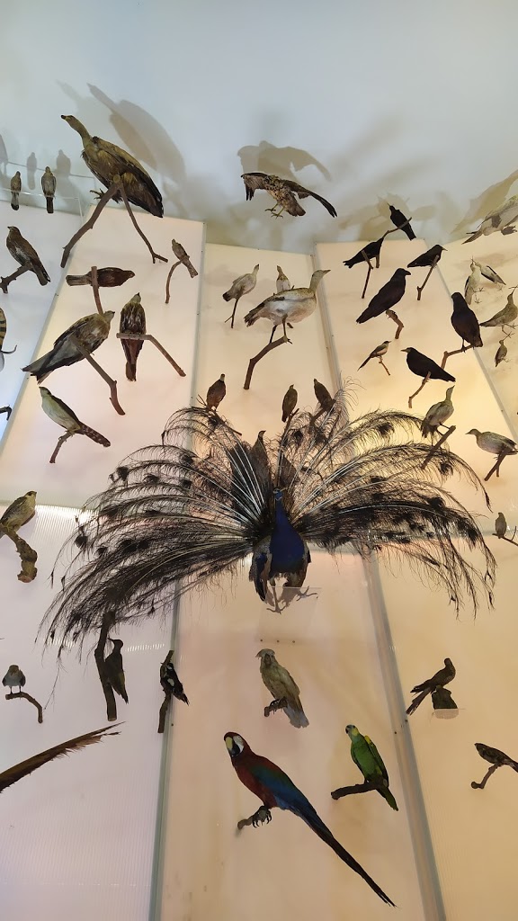 USC: Museo de Historia Natural - Foto 1