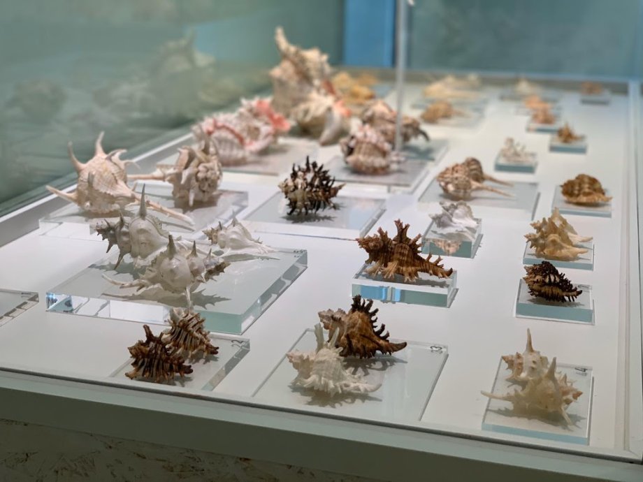 USC: Museo de Historia Natural - Foto 18