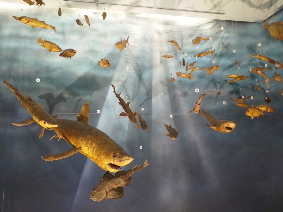 USC: Museo de Historia Natural - Foto 19