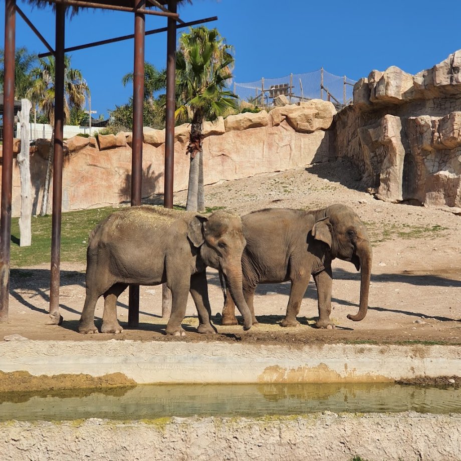 Terra Natura Benidorm - Foto 18