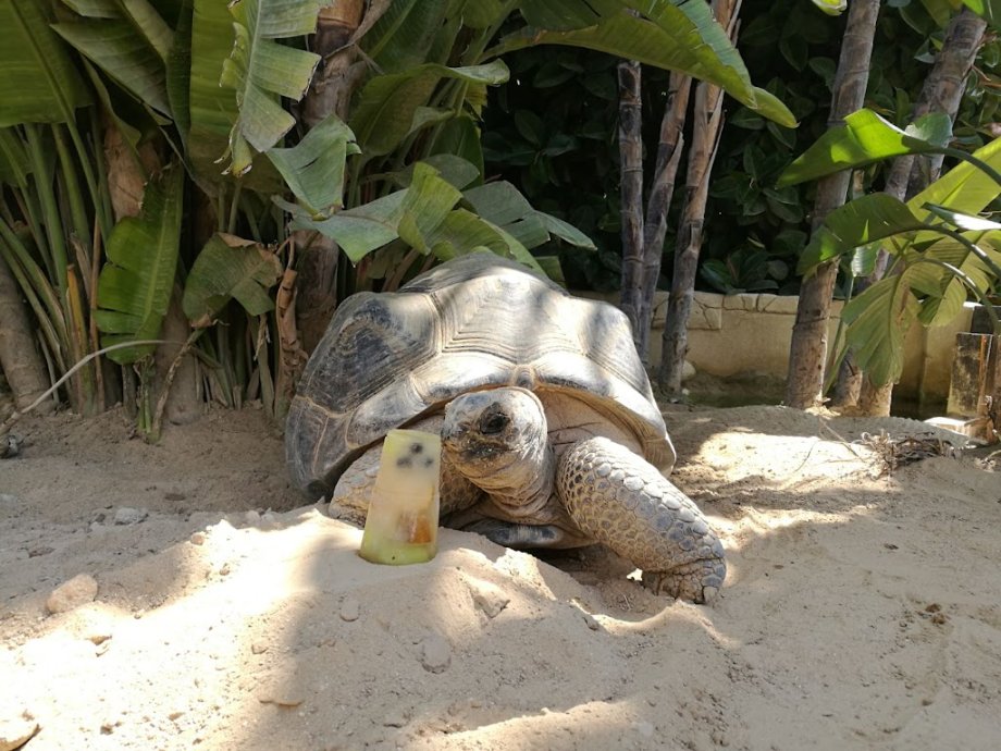 Mundomar Benidorm - Foto 15