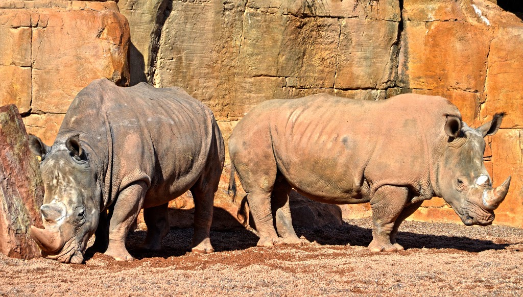 Bioparc Valencia - Foto 1