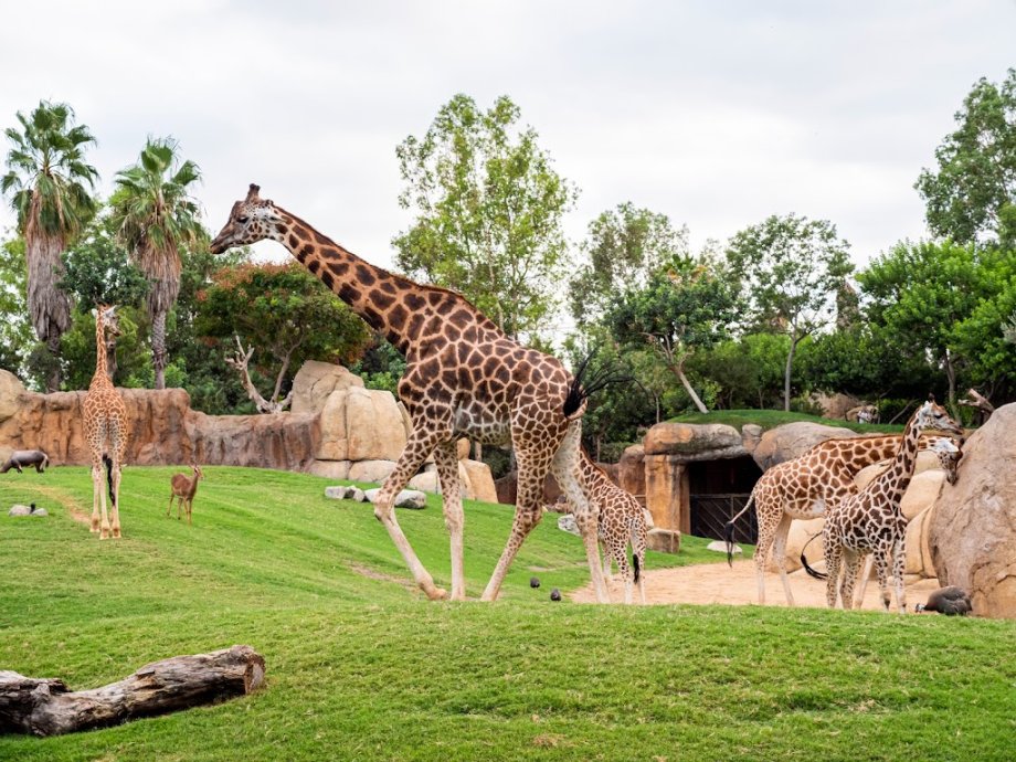Bioparc Valencia - Foto 12