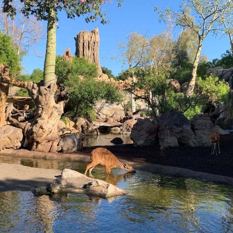 Bioparc Valencia - Foto 14