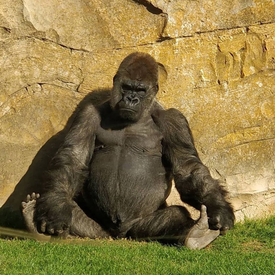 Bioparc Valencia - Foto 16