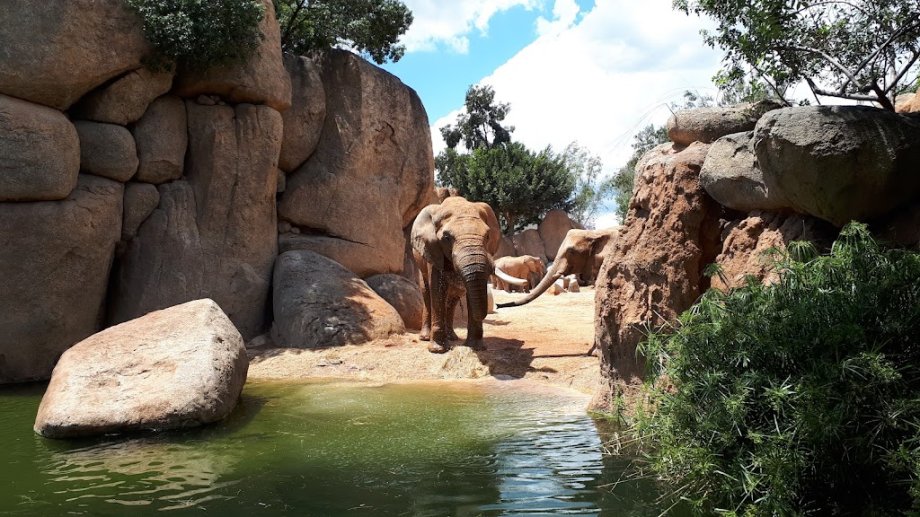 Bioparc Valencia - Foto 17