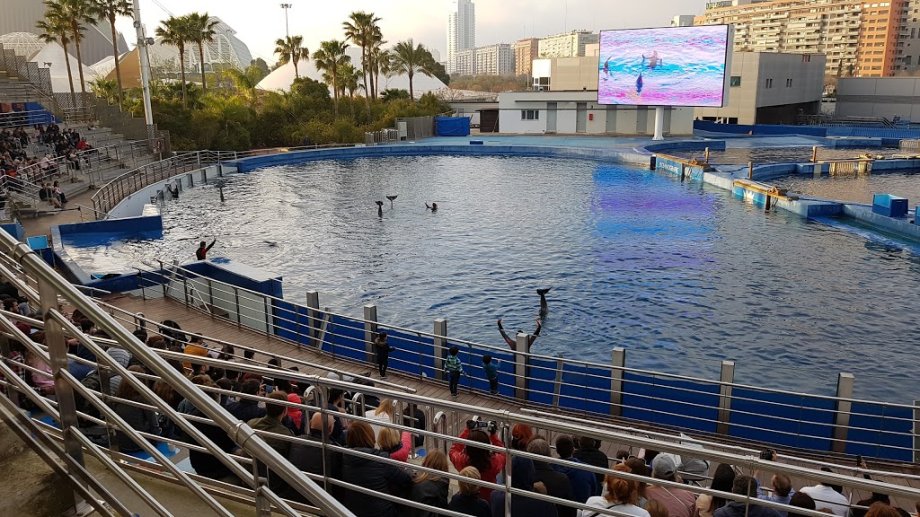 Oceanogràfic València - Foto 4