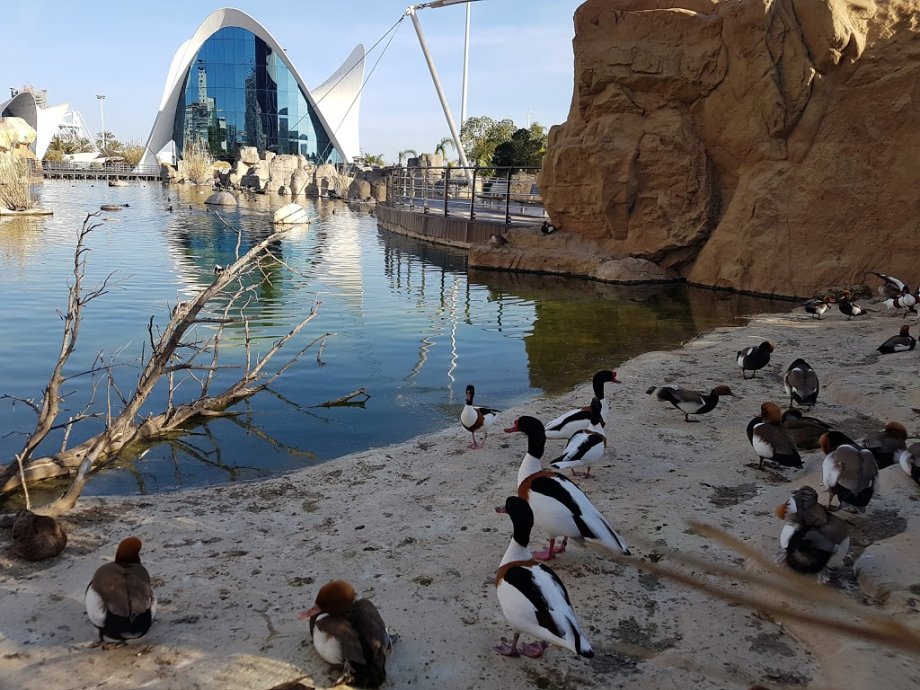 Oceanogràfic València - Foto 7