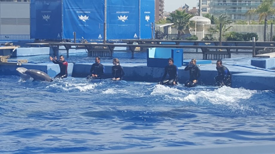 Oceanogràfic València - Foto 10