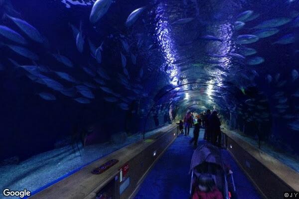 Oceanogràfic València - Foto 11