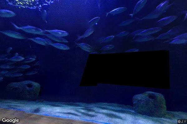 Oceanogràfic València - Foto 12