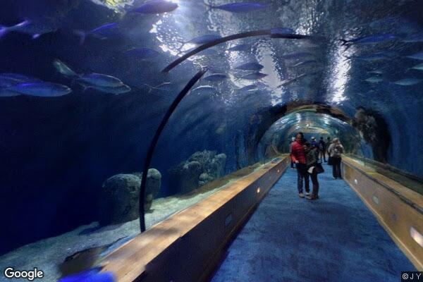 Oceanogràfic València - Foto 13