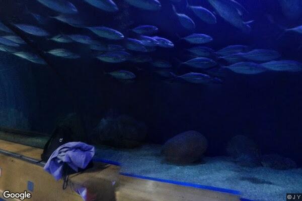 Oceanogràfic València - Foto 14