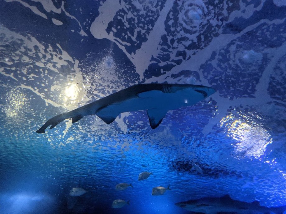 Oceanogràfic València - Foto 18