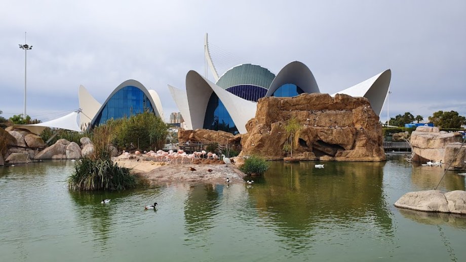 Oceanogràfic València - Foto 19