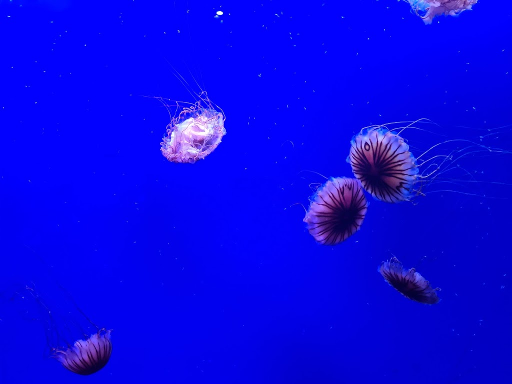 Oceanogràfic València 8