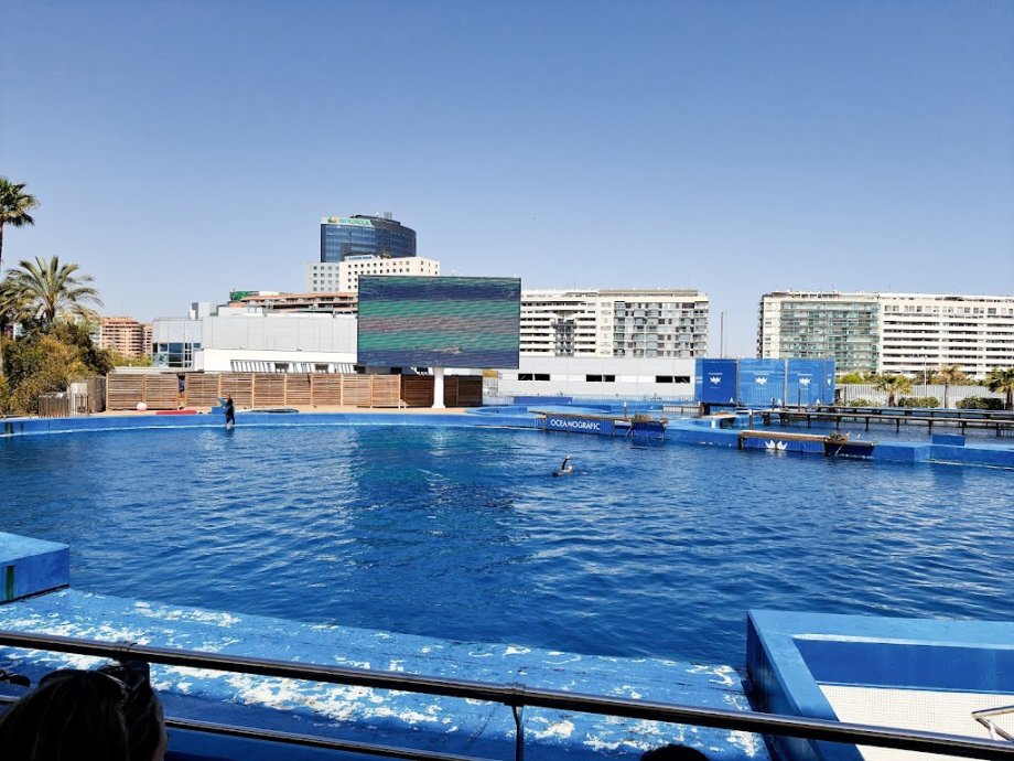 Oceanogràfic València - Foto 22