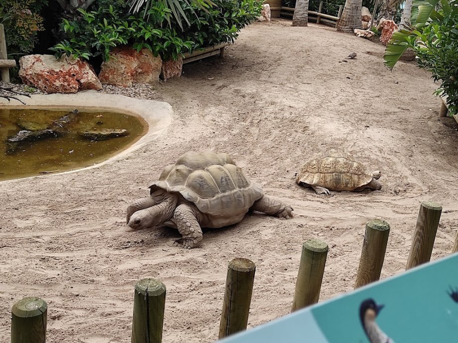 Oceanogràfic València - Foto 23