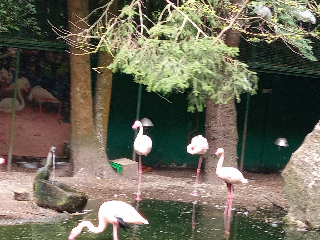 Avifauna 3