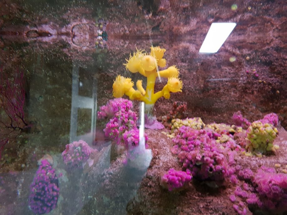 Acuario do Grove - Foto 3