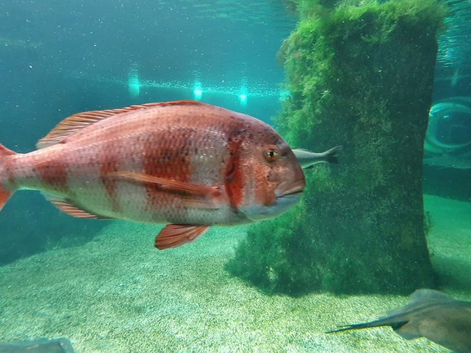 Acuario do Grove - Foto 7