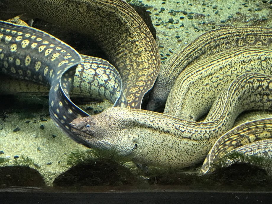 Acuario do Grove - Foto 10