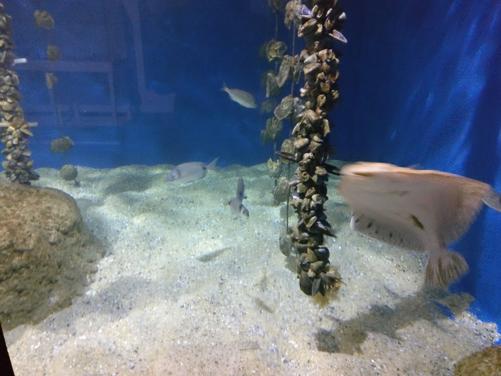 Acuario do Grove - Foto 1