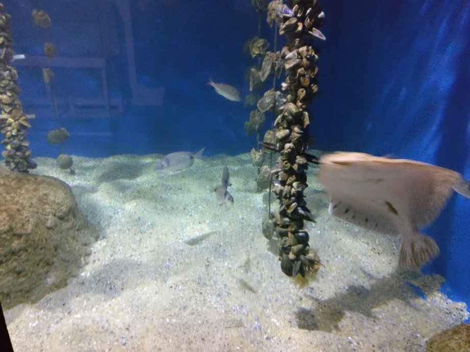 Acuario do Grove - Foto 11