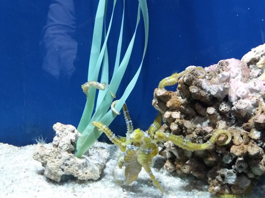 Acuario do Grove - Foto 12